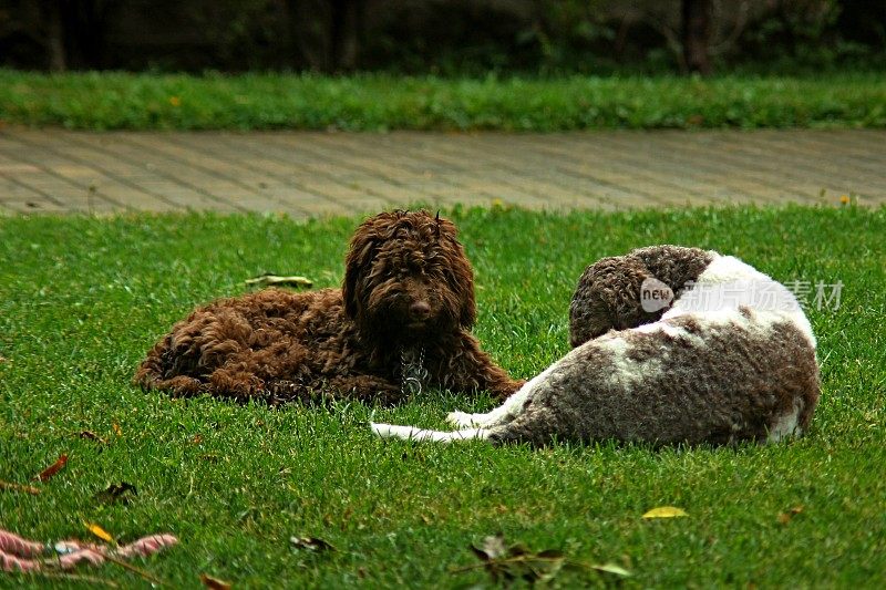 动物家庭两只母狗Lagotto Romagnolo